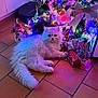 cat, white_cat, fluffy_cat, christmas_tree, christmas_lights, ornaments, holiday_decorations, floor_tiles, festive, indoor, pet, cute, animal, holiday, bow, colorful_lights, decor, christmas, relaxing, cozy