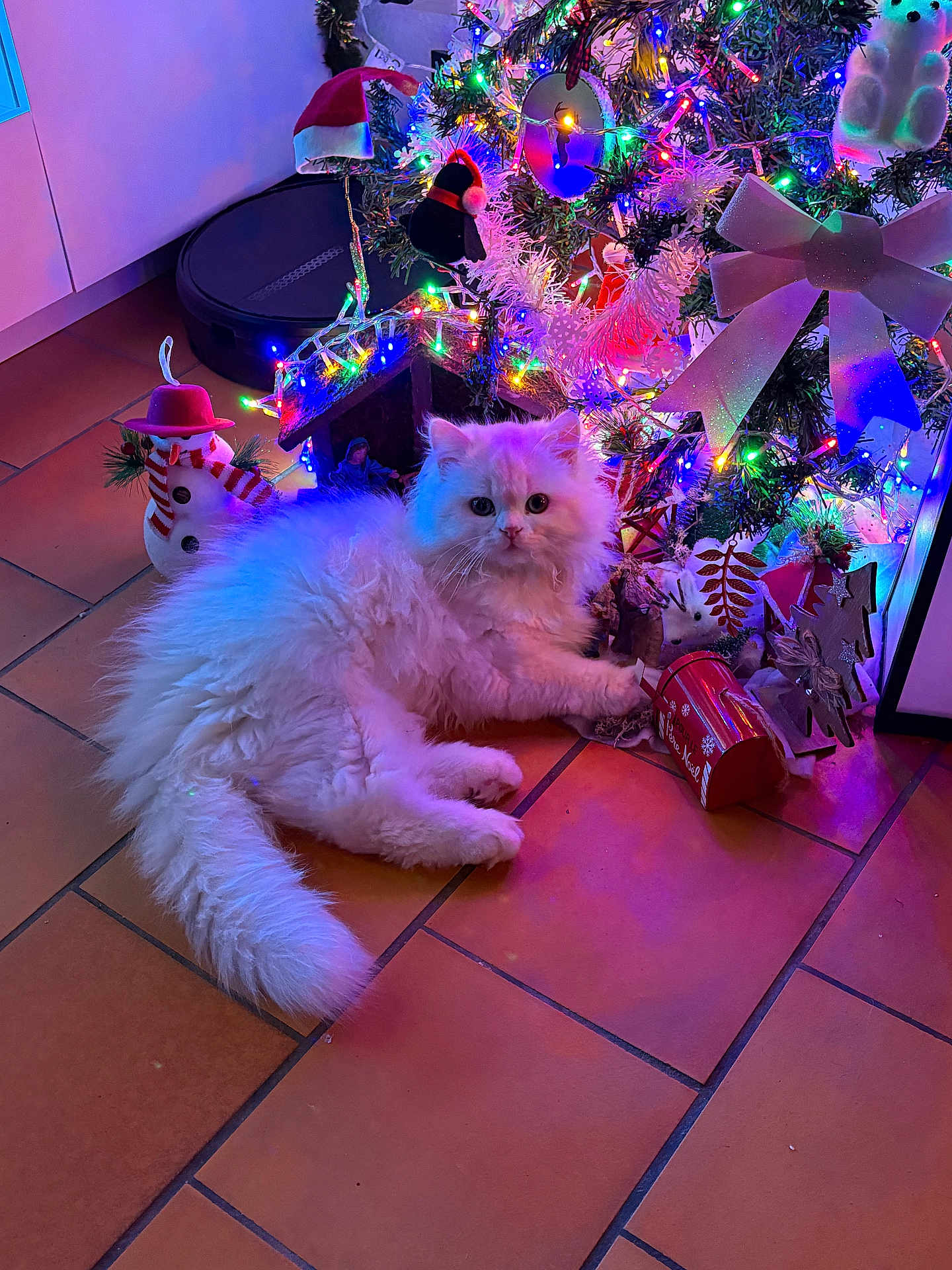 Gaston participe au concours pour gagner de l'argent avec cette photo : cat, white_cat, fluffy_cat, christmas_tree, christmas_lights, ornaments, holiday_decorations, floor_tiles, festive, indoor, pet, cute, animal, holiday, bow, colorful_lights, decor, christmas, relaxing, cozy