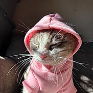 Whiskers is registered to the contest to win money with this photo: cat, pink_hoodie, whiskers, closed_eyes, pet_clothing, sunlight, feline, cute, domestic_cat, fur, portrait, indoors, cozy, animal, mammal, adorable, resting, soft_light, warm, comfortable