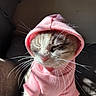 cat, pink_hoodie, whiskers, closed_eyes, pet_clothing, sunlight, feline, cute, domestic_cat, fur, portrait, indoors, cozy, animal, mammal, adorable, resting, soft_light, warm, comfortable