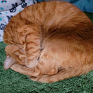 Mau joined the competition — help win amazing prizes! cat, ginger_cat, orange_tabby, sleeping, curled_up, fur, pet, cozy, blanket, towel, paw, ear, whiskers, indoor, close_up, napping, home, soft, striped, cute