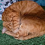 cat, ginger_cat, orange_tabby, sleeping, curled_up, fur, pet, cozy, blanket, towel, paw, ear, whiskers, indoor, close_up, napping, home, soft, striped, cute