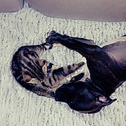 Adess participe au concours pour gagner de l'argent avec cette photo : cat, dog, tabby_cat, black_dog, fluffy_rug, white_rug, couch, beige_couch, pet, animal, paw_touch, sleeping, resting, indoor, floor, friendship, cozy, cute, fur, domestic_animal