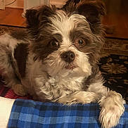 Nike joined the competition — help win amazing prizes! dog, pet, fluffy, indoor, brown_and_white, curious, paw, plaid, fabric, carpet, floor, cute, fur, companion, animal, resting, looking, closeup, cozy, home