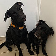 Tango Et Tyson a rejoint le concours — aidez-le/la à gagner de superbes lots ! animal, black_dog, collar, companion, curious, cute, dog, domestic_animal, ears, floor, friendship, fur, head_tilt, indoor, looking, pet, sitting, tile_floor, two_dogs, wall
