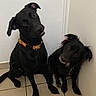 animal, black_dog, collar, companion, curious, cute, dog, domestic_animal, ears, floor, friendship, fur, head_tilt, indoor, looking, pet, sitting, tile_floor, two_dogs, wall
