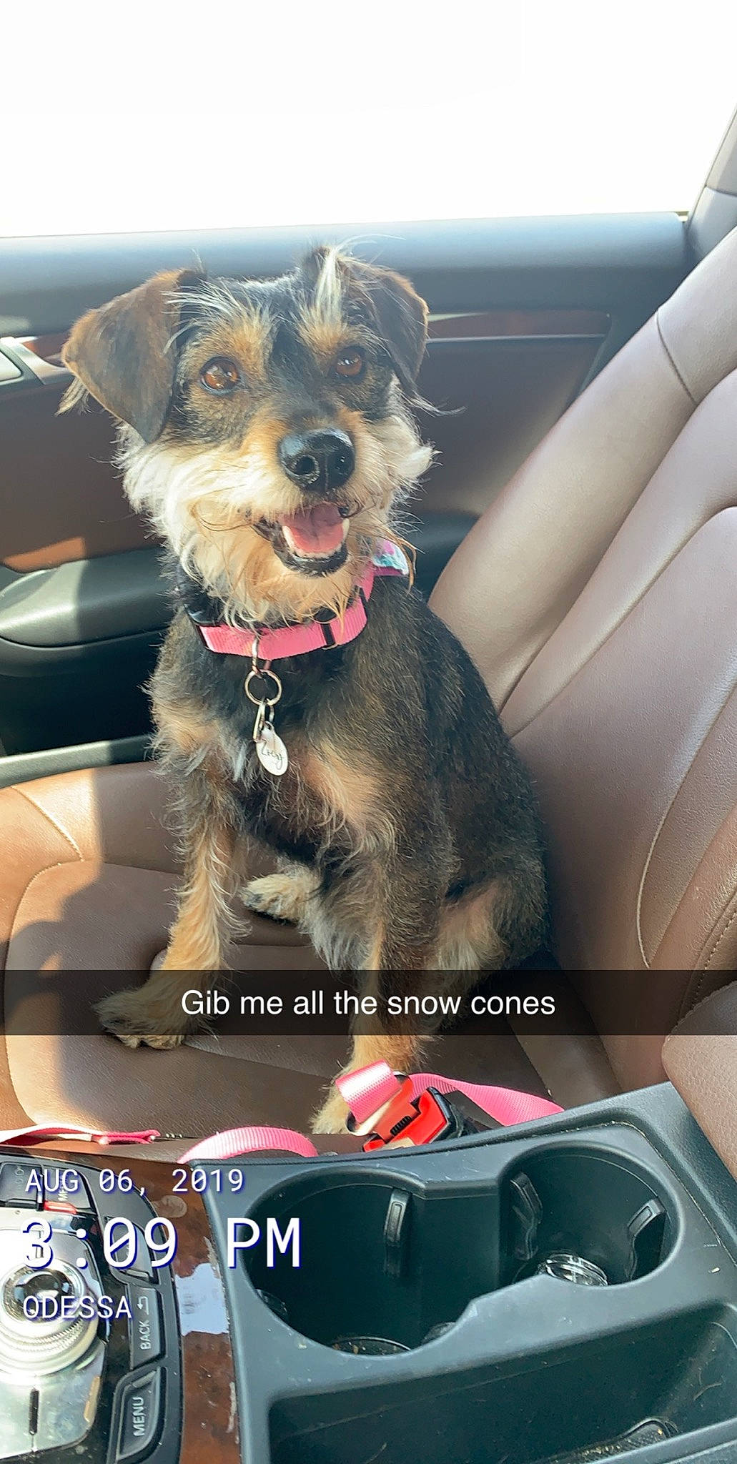 Zoey is registered to the contest to win money with this photo: canidae, car, car_seat, carnivore, companion_dog, dog, dog_breed, dog_collar, driving, miniature_schnauzer, morkie, photo_caption, puppy, seat_belt, snout, sporting_group, vehicle