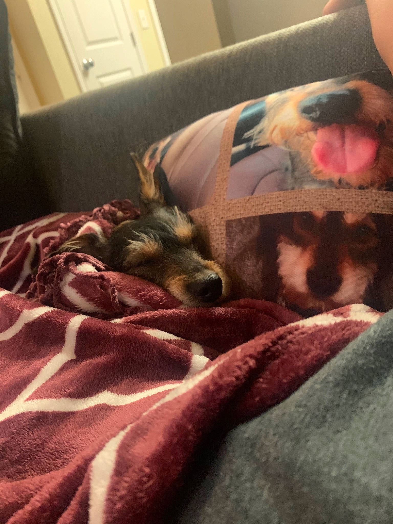 Zoey joined the competition — help win amazing prizes! bed, bed_sheet, bedtime, birth, blanket, canidae, carnivore, cat, comfort, ear, fawn, felidae, fur, nap, sleep, whiskers