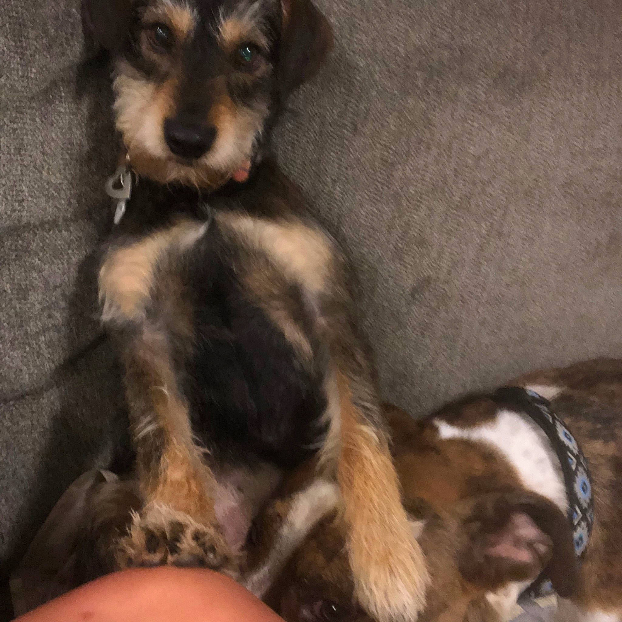 Zoey is registered to the contest to win money with this photo: canidae, carnivore, companion_dog, dog, dog_breed, fox_terrier, mammal, puppy, puppy_love, schnoodle, sporting_group, tibetan_terrier, vertebrate, yorkipoo