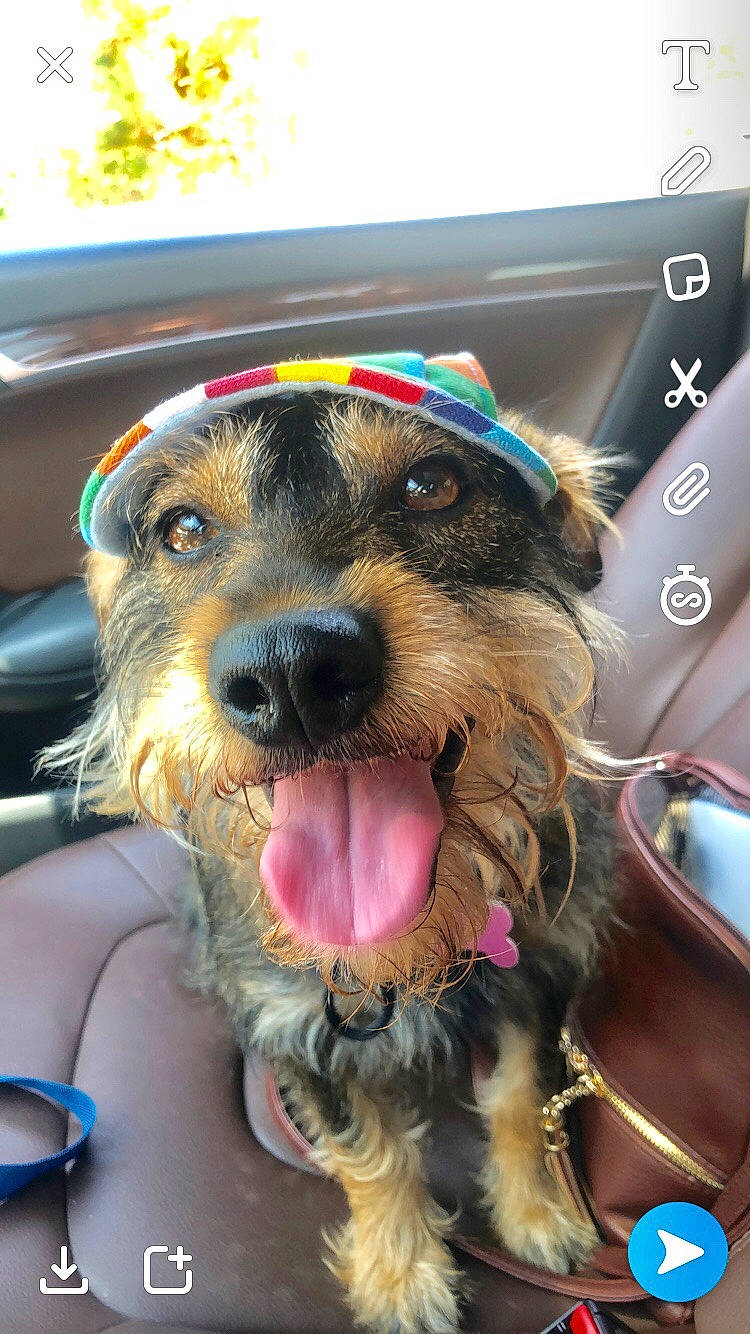 Zoey is registered to the contest to win money with this photo: canidae, carnivore, dog, dog_breed, mammal, small_terrier, snout, sporting_group, terrier