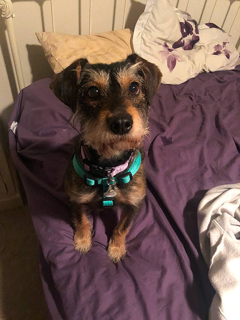 Zoey is registered to the contest to win money with this photo: cairn_terrier, canidae, carnivore, companion_dog, dog, dog_breed, mammal, miniature_schnauzer, morkie, puppy, schnauzer, schnoodle, snout, sporting_group, terrier, yorkipoo