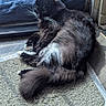 Luna is registered to the contest to win money with this photo: animal, black_cat, cat, cozy, door, doormat, floor, fluffy, fur, home, indoor, pet, quiet, relaxed, sleepy, sunlight, tail, towel, whiskers, white_paws