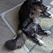 Luna is registered to the contest to win money with this photo: animal, black_cat, cat, curious, feline, floor, fluffy_tail, fur, home, indoor, mat, pet, playful, relaxed, resting, shadow, sunlight, whiskers, white_paws, wooden_floor