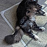 animal, black_cat, cat, curious, feline, floor, fluffy_tail, fur, home, indoor, mat, pet, playful, relaxed, resting, shadow, sunlight, whiskers, white_paws, wooden_floor