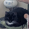 Luna is registered to the contest to win money with this photo: animal, black_cat, cat, cat_tree, cozy, curtains, cute, domestic, feline, fluffy, furniture, green_platform, home, indoor, pet, relaxed, resting, vintage_lamp, whiskers, white_whiskers