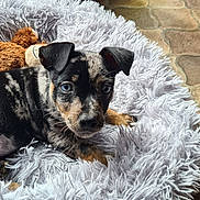 Darwin a rejoint le concours — aidez-le/la à gagner de superbes lots ! puppy, dog, bed, plush_toy, teddy_bear, fluffy, fur, pet, indoor, comfort, animal, cute, small, resting, lying_down, black, brown, white, floor, hand