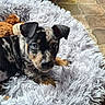 puppy, dog, bed, plush_toy, teddy_bear, fluffy, fur, pet, indoor, comfort, animal, cute, small, resting, lying_down, black, brown, white, floor, hand