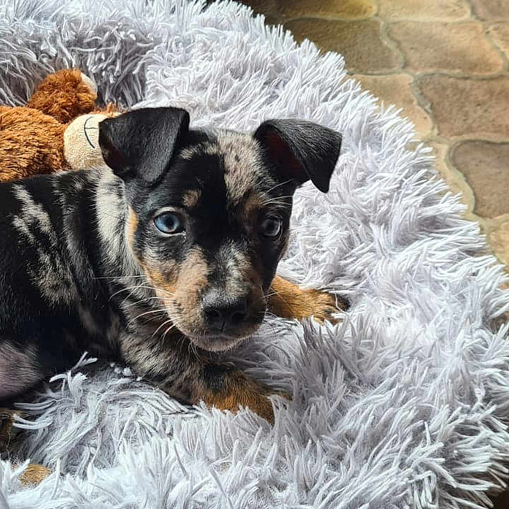 Darwin a rejoint le concours — aidez-le/la à gagner de superbes lots ! puppy, dog, bed, plush_toy, teddy_bear, fluffy, fur, pet, indoor, comfort, animal, cute, small, resting, lying_down, black, brown, white, floor, hand