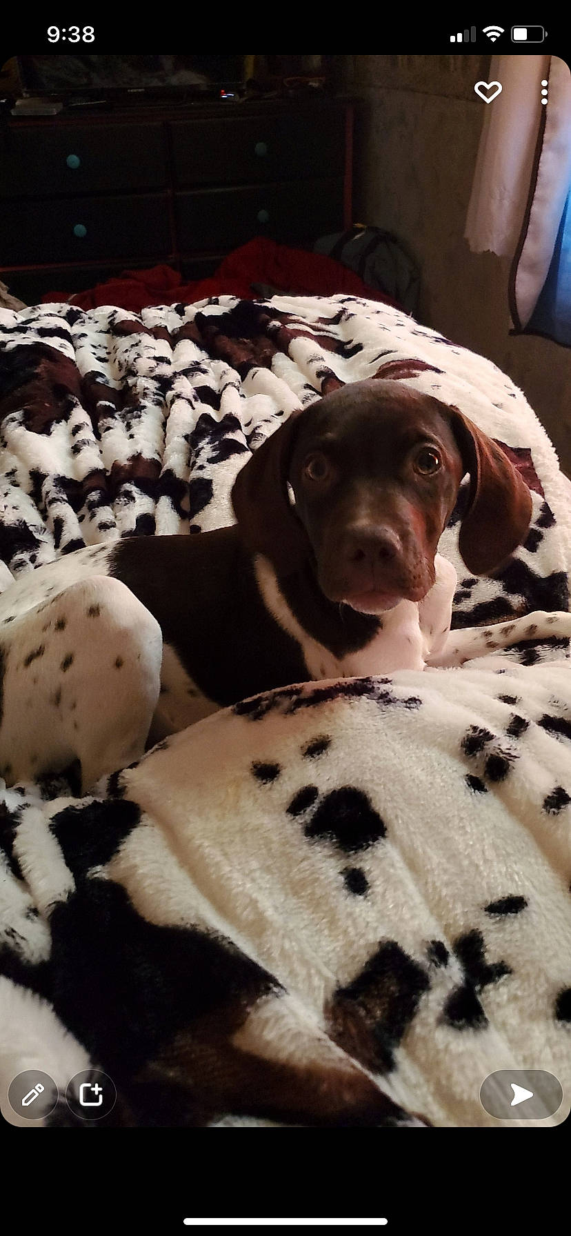 Arrow is registered to the contest to win money with this photo: canidae, carnivore, comfort, companion_dog, dog, dog_breed, dog_supply, fawn, fur, gun_dog, hunting_dog, linens, liver, non_sporting_group, pattern, snout, sporting_group, working_animal