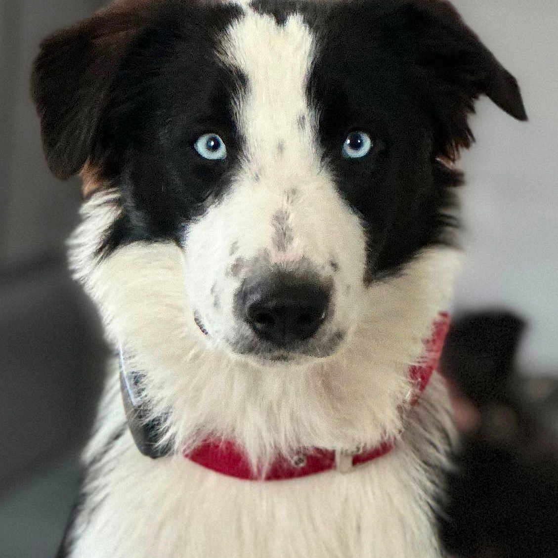 Dani Macullo participe au concours pour gagner de l'argent avec cette photo : alert, animal, black_and_white, blue_eyes, border_collie, canine, close_up, collar, cute, dog, domestic_animal, face, fluffy, fur, indoor, looking, mammal, pet, portrait, whiskers