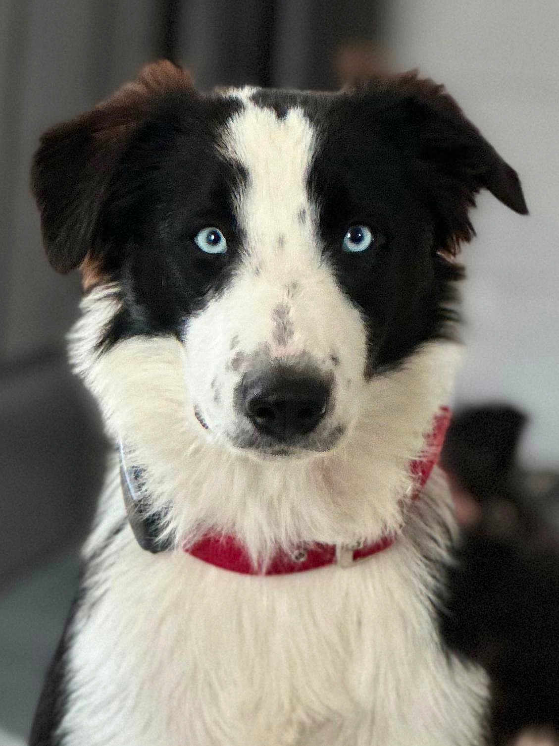 Dani Macullo participe au concours pour gagner de l'argent avec cette photo : dog, border_collie, black_and_white, blue_eyes, collar, pet, animal, portrait, fur, close_up, indoor, canine, looking, mammal, domestic_animal, cute, alert, face, whiskers, fluffy