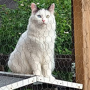 Petit Ange participe au concours pour gagner de l'argent avec cette photo : cat, white_cat, heterochromia, blue_eye, green_eye, feline, pet, wire_fence, outdoor, greenery, plants, wooden_post, perched, animal, cute, fluffy, portrait, nature, looking, sitting