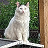 cat, white_cat, heterochromia, blue_eye, green_eye, feline, pet, wire_fence, outdoor, greenery, plants, wooden_post, perched, animal, cute, fluffy, portrait, nature, looking, sitting