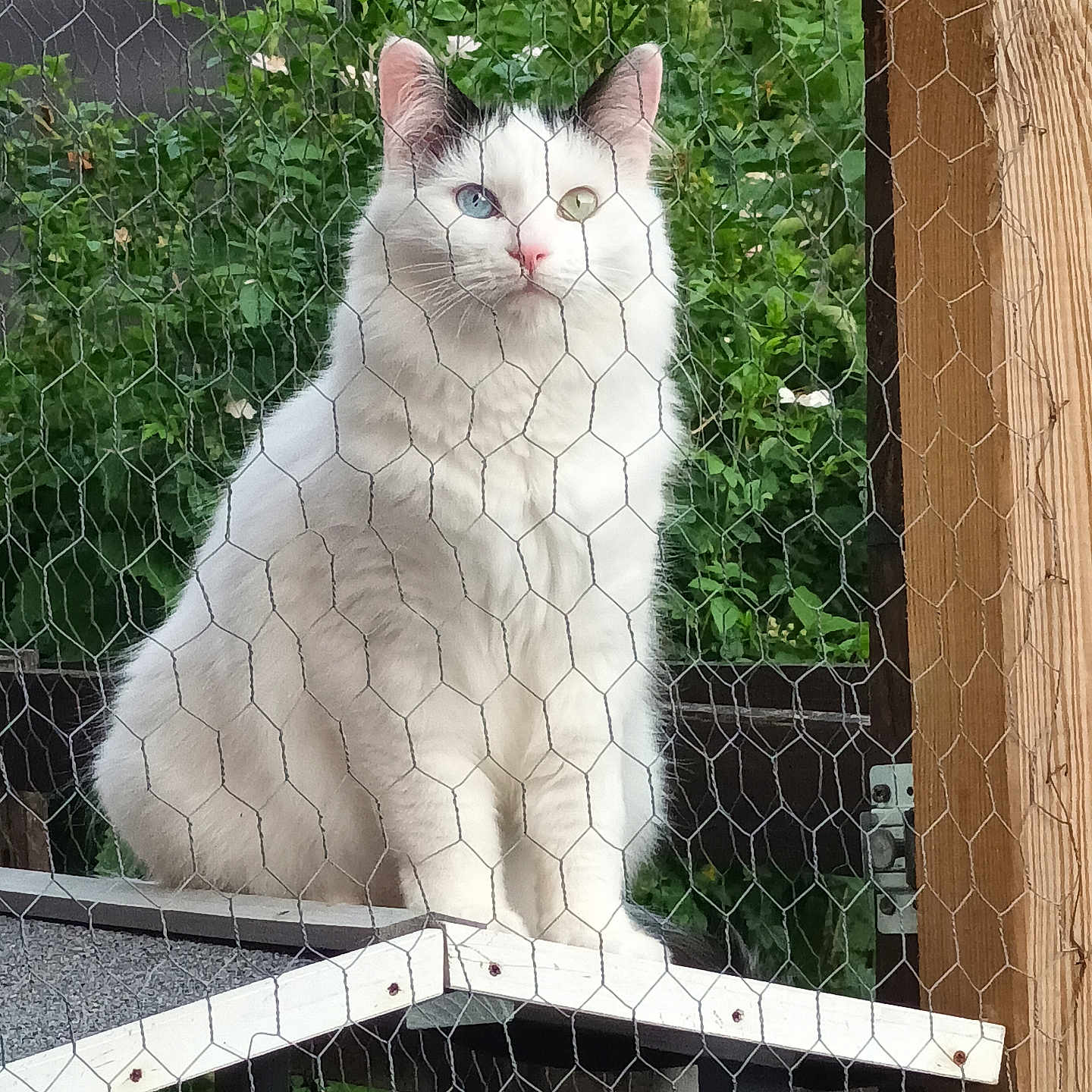 Petit Ange participe au concours pour gagner de l'argent avec cette photo : cat, white_cat, heterochromia, blue_eye, green_eye, feline, pet, wire_fence, outdoor, greenery, plants, wooden_post, perched, animal, cute, fluffy, portrait, nature, looking, sitting