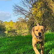 Kamail participe au concours pour gagner de l'argent avec cette photo : dog, grass, river, trees, sky, clouds, nature, outdoor, animal, canine, sunlight, greenery, autumn, running, collar, daylight, forest, water, landscape, mammal