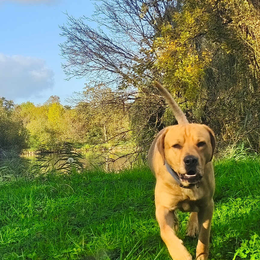 Kamail participe au concours pour gagner de l'argent avec cette photo : animal, autumn, canine, clouds, collar, daylight, dog, forest, grass, greenery, landscape, mammal, nature, outdoor, river, running, sky, sunlight, trees, water