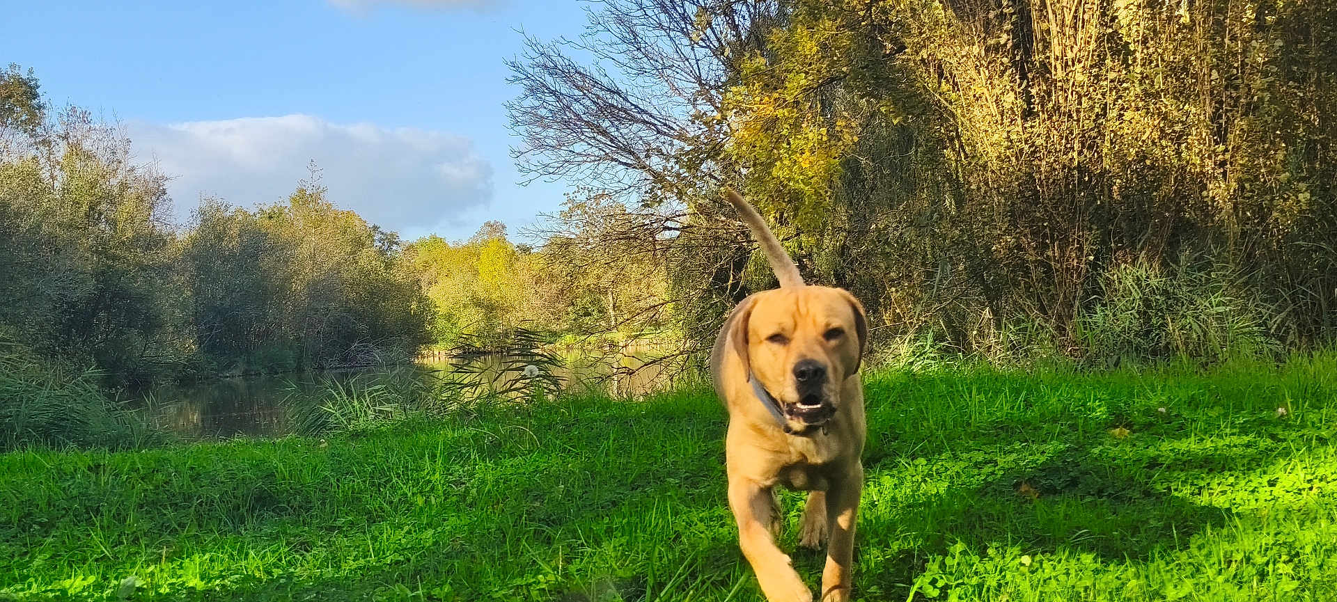 Kamail participe au concours pour gagner de l'argent avec cette photo : dog, grass, river, trees, sky, clouds, nature, outdoor, animal, canine, sunlight, greenery, autumn, running, collar, daylight, forest, water, landscape, mammal