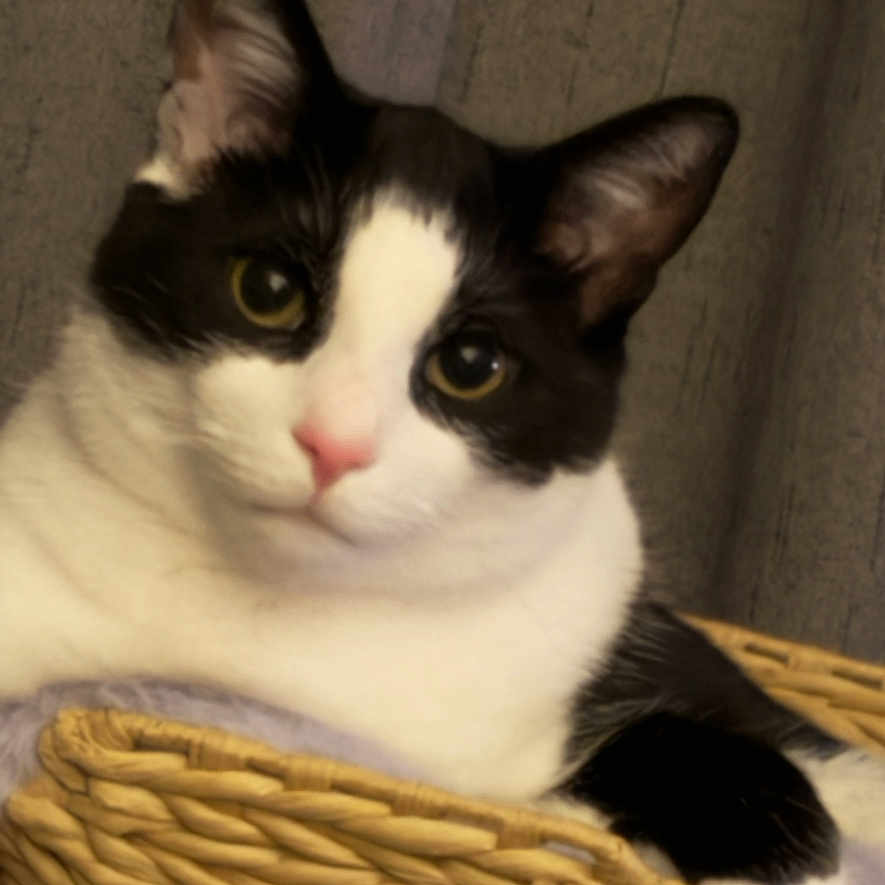 Mr Pinkus joined the competition — help win amazing prizes! animal, basket, black_and_white, cat, close_up, curious, cute, domestic, ears, eye_contact, face, feline, fur, indoor, pet, portrait, relaxed, resting, soft_lighting, whiskers