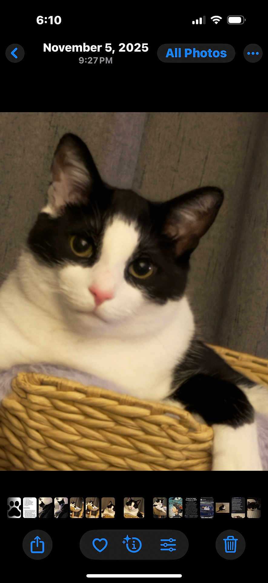 Mr Pinkus joined the competition — help win amazing prizes! animal, basket, black_and_white, cat, close_up, curious, cute, domestic, ears, eye_contact, face, feline, fur, indoor, pet, portrait, relaxed, resting, soft_lighting, whiskers