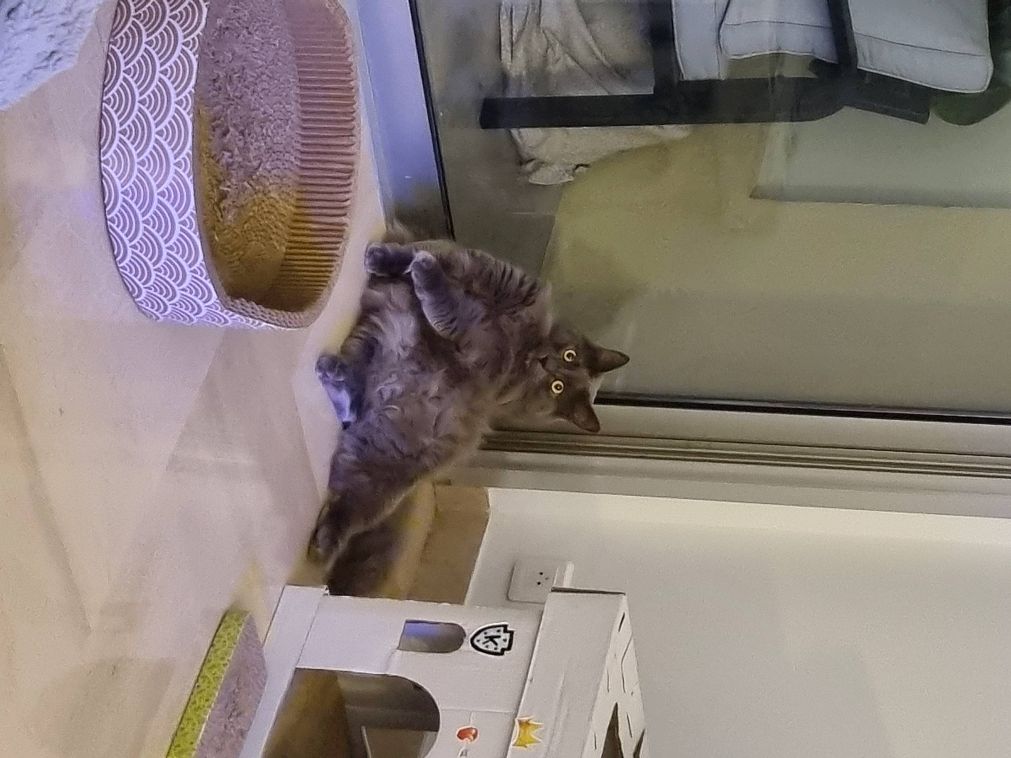 Silver a rejoint le concours — aidez-le/la à gagner de superbes lots ! carnivore, comfort, companion_dog, felidae, fur, glass, linens, machine, mammal, mechanical_fan, room, small_to_medium_sized_cats, sporting_group, vehicle, vehicle_door, vertebrate