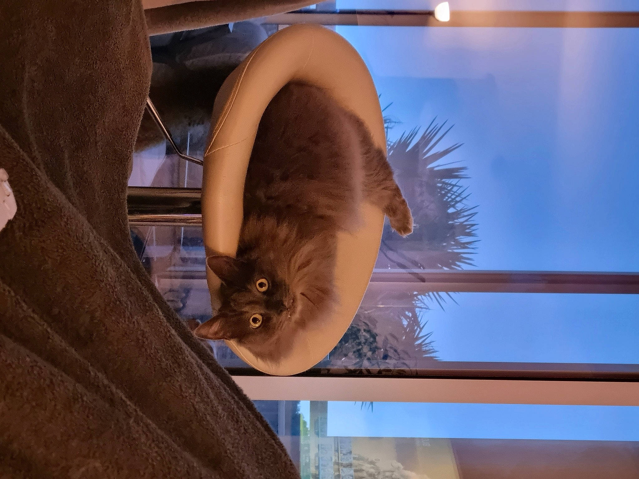 Silver participe au concours pour gagner de l'argent avec cette photo : carnivore, cat, ceiling, comfort, domestic_short_haired_cat, facial_hair, fawn, felidae, fun, fur, glass, room, small_to_medium_sized_cats, snout, tail, tints_and_shades, transparent_material, tree, whiskers, wood