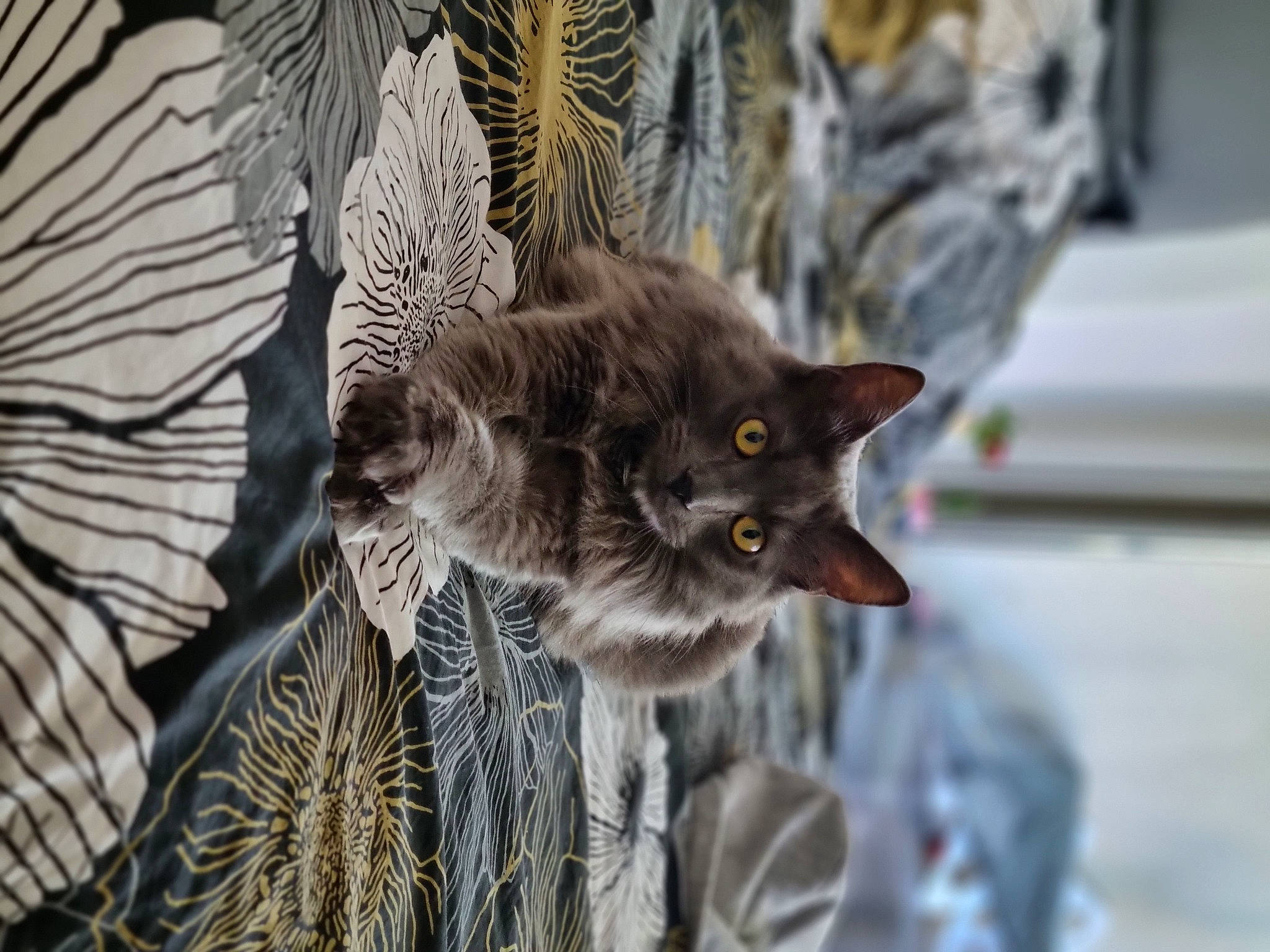 Silver a rejoint le concours — aidez-le/la à gagner de superbes lots ! black_cat, bombay, carnivore, cat, claw, domestic_short_haired_cat, felidae, fur, grey, pattern, paw, plant, small_to_medium_sized_cats, snout, tail, terrestrial_animal, tree, whiskers, wildlife, winter