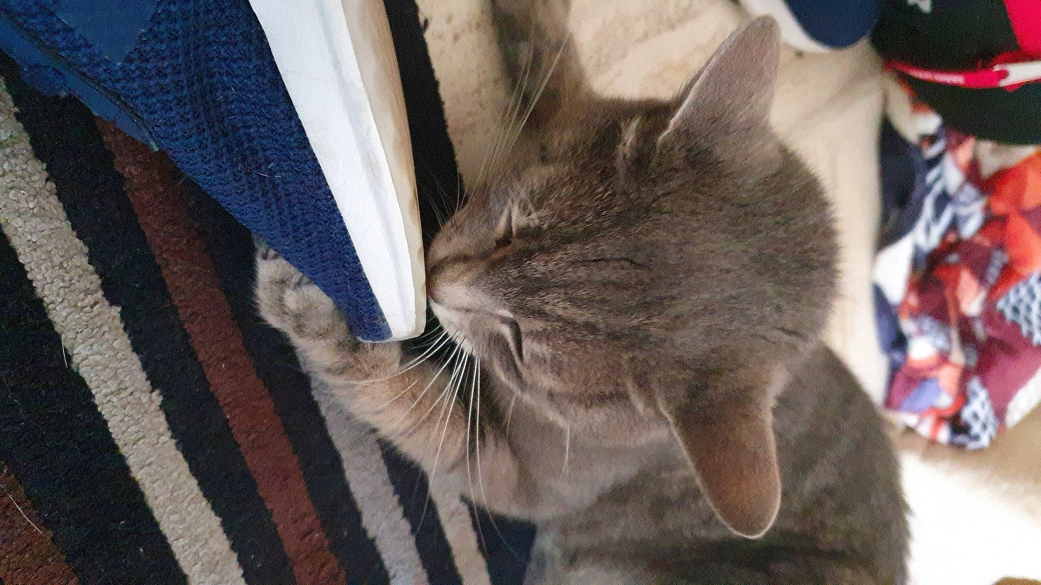 Minou participe au concours pour gagner de l'argent avec cette photo : asian, carnivore, cat, domestic_short_haired_cat, european_shorthair, felidae, fur, kitten, korat, mammal, nebelung, ojos_azules, russian_blue, small_to_medium_sized_cats, snout, tabby_cat, whiskers