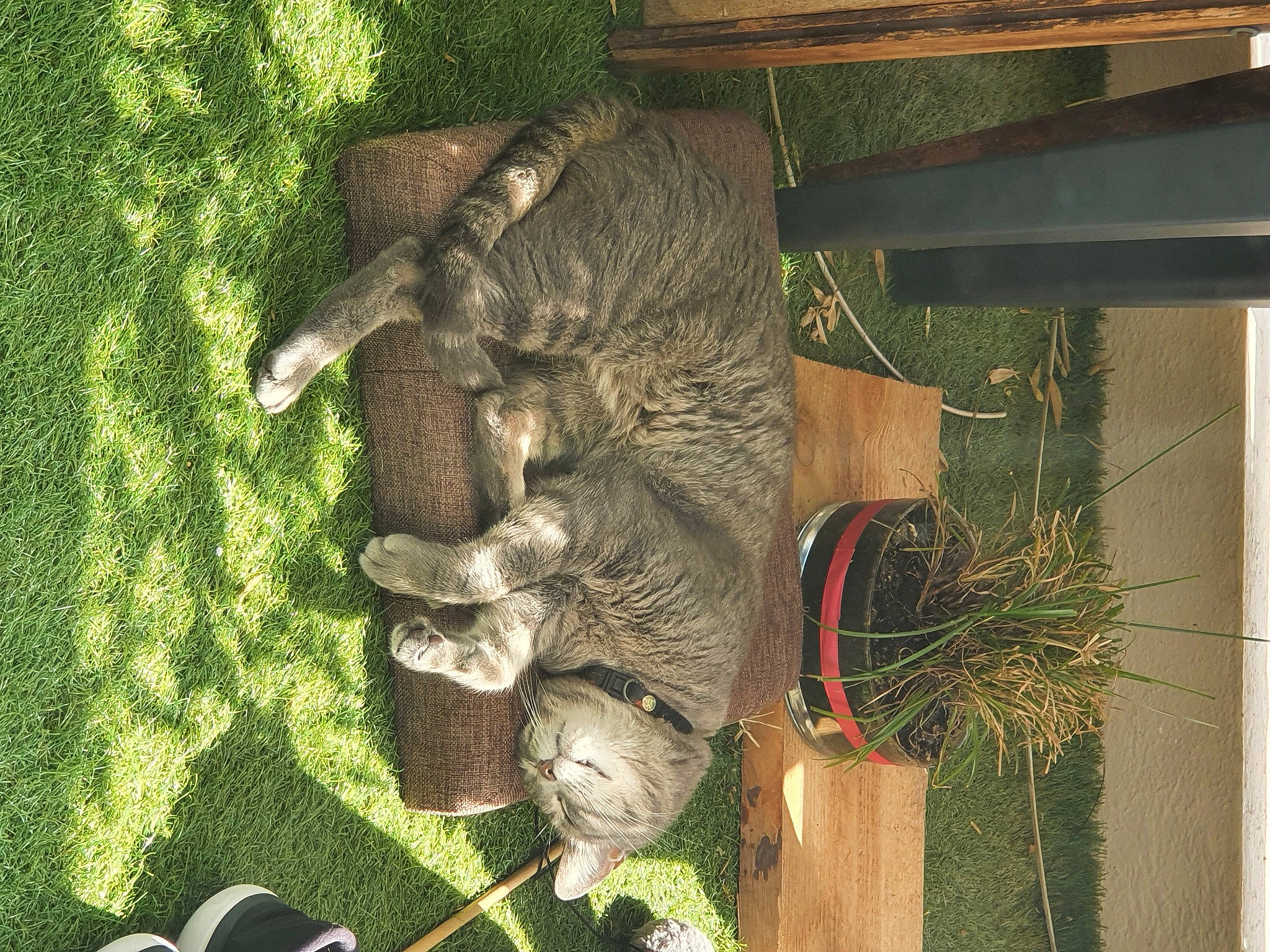 Minou participe au concours pour gagner de l'argent avec cette photo : grass, marsupial, plant, zoo