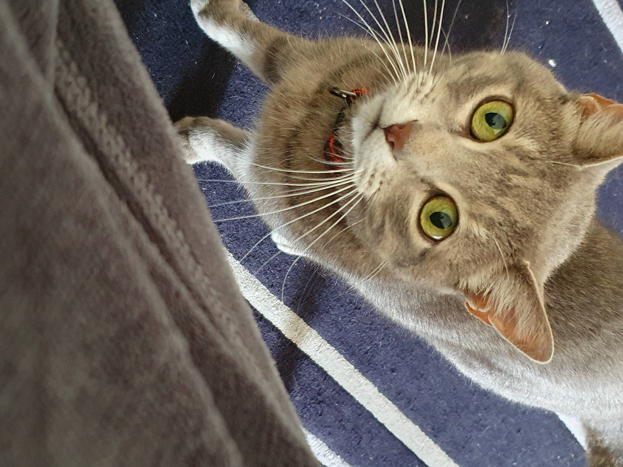 Minou participe au concours pour gagner de l'argent avec cette photo : aegean_cat, american_wirehair, asian, australian_mist, british_shorthair, carnivore, cat, close_up, domestic_short_haired_cat, european_shorthair, eye, fawn, felidae, fur, kitten, singapura, small_to_medium_sized_cats, snout, tabby_cat, whiskers