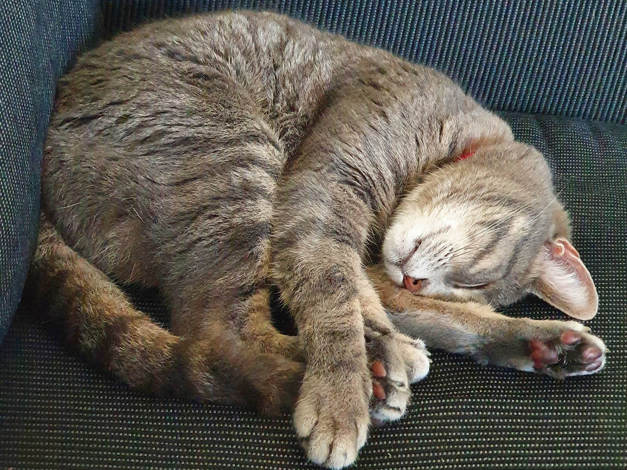 Minou a rejoint le concours — aidez-le/la à gagner de superbes lots ! carnivore, cat, claw, comfort, domestic_short_haired_cat, fawn, felidae, fur, grey, nap, paw, sleep, small_to_medium_sized_cats, snout, sporting_group, tail, terrestrial_animal, whiskers, wildlife