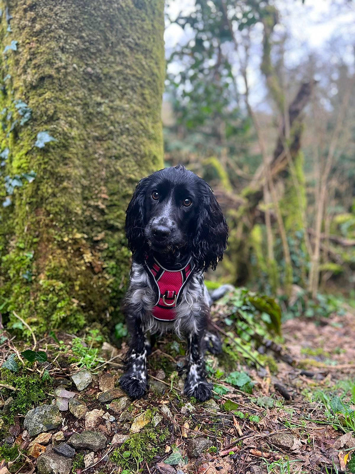 Gwen is registered to the contest to win money with this photo: canidae, carnivore, collar, companion_dog, dog, dog_breed, dog_collar, dog_supply, forest, grass, gun_dog, liver, plant, retriever, snout, spaniel, sporting_group, tree, trunk, working_animal