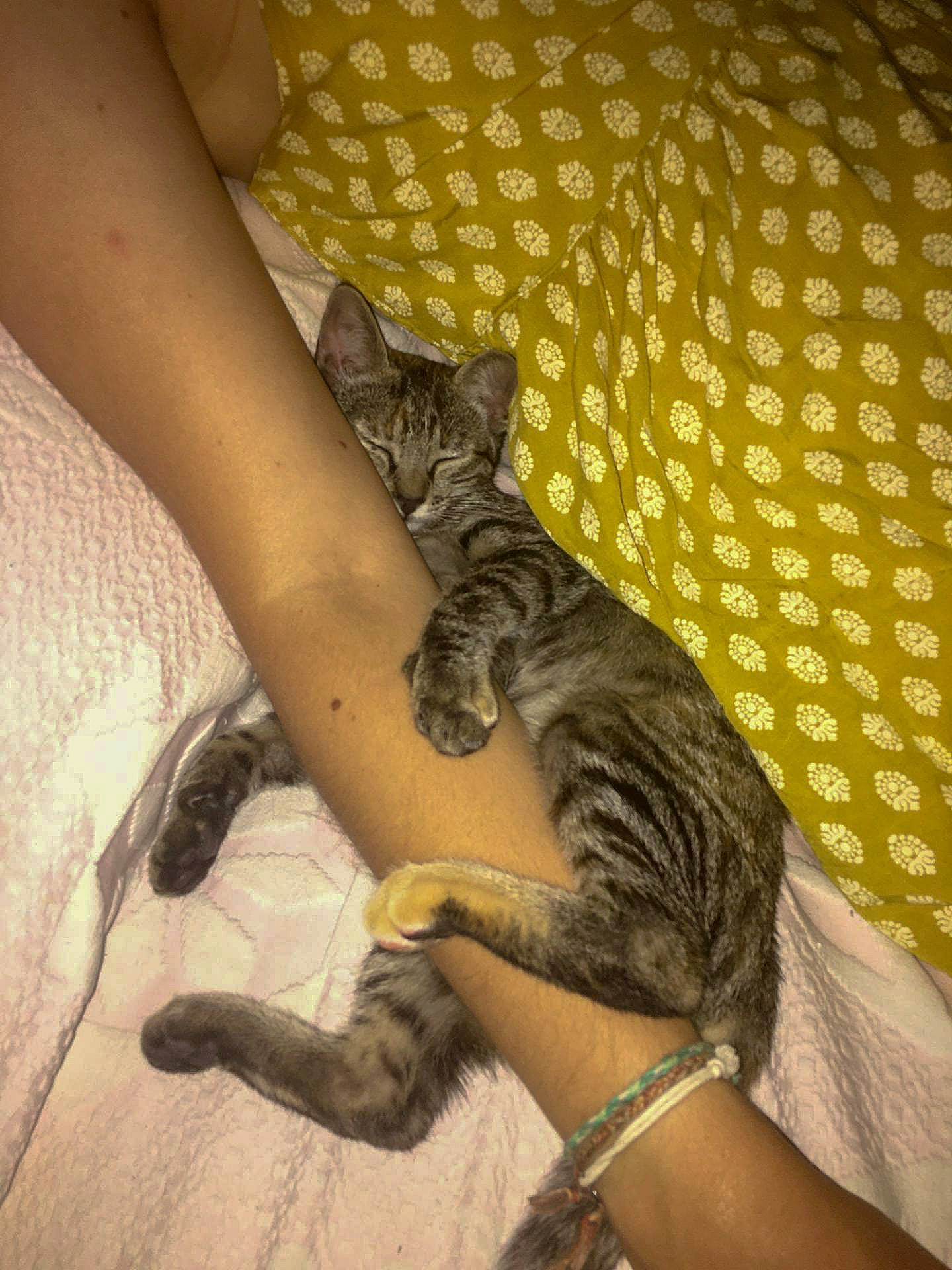 Misty a rejoint le concours — aidez-le/la à gagner de superbes lots ! arm, asian, carnivore, cat, domestic_short_haired_cat, dragon_li, egyptian_mau, european_shorthair, fawn, felidae, hand, human_leg, kitten, leg, small_to_medium_sized_cats, tabby_cat, tail, whiskers