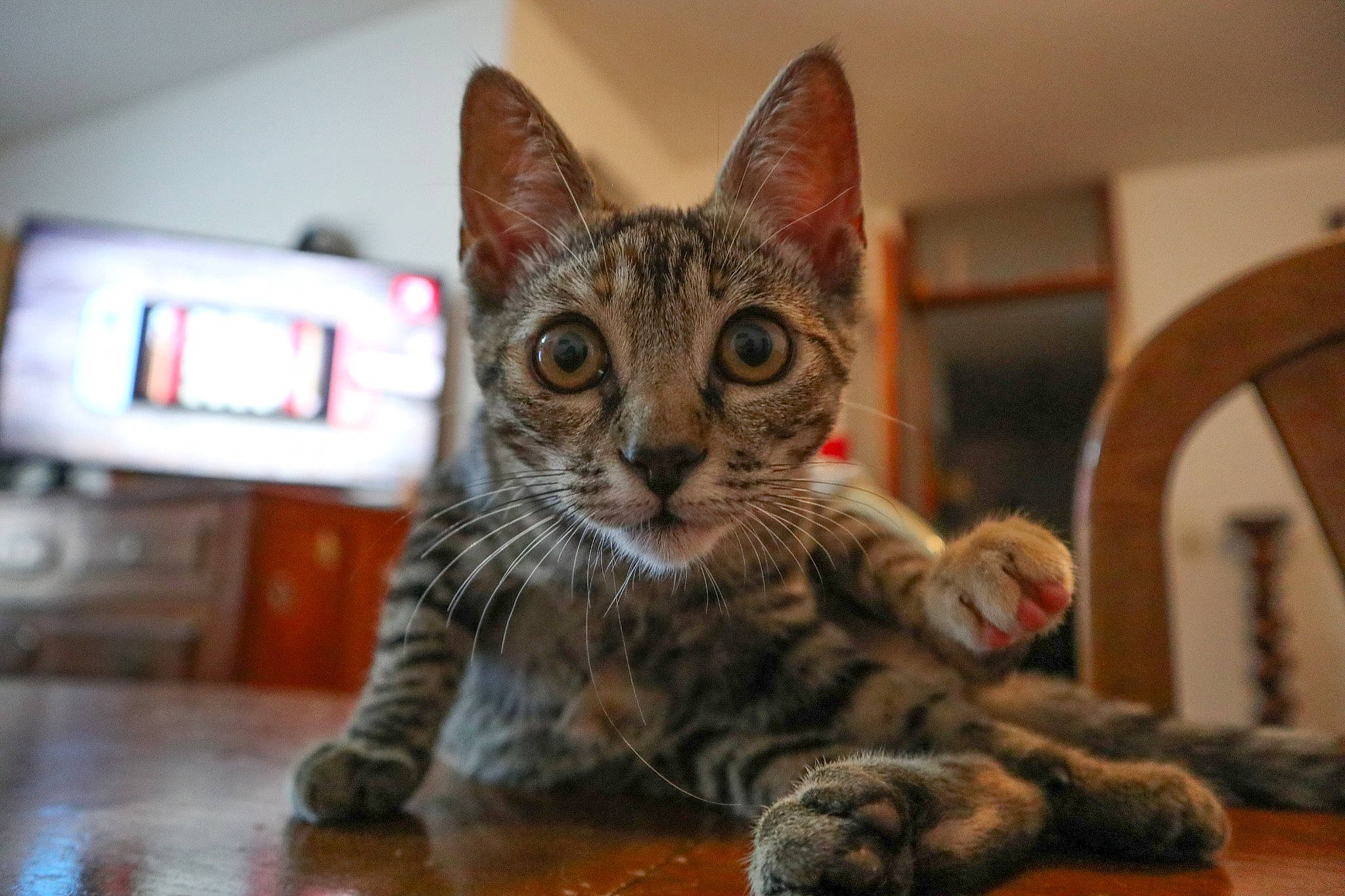 Misty participe au concours pour gagner de l'argent avec cette photo : american_shorthair, asian, bengal, california_spangled, carnivore, cat, domestic_short_haired_cat, dragon_li, egyptian_mau, european_shorthair, felidae, kitten, mammal, ocicat, small_to_medium_sized_cats, snout, tabby_cat, toyger, vertebrate, whiskers