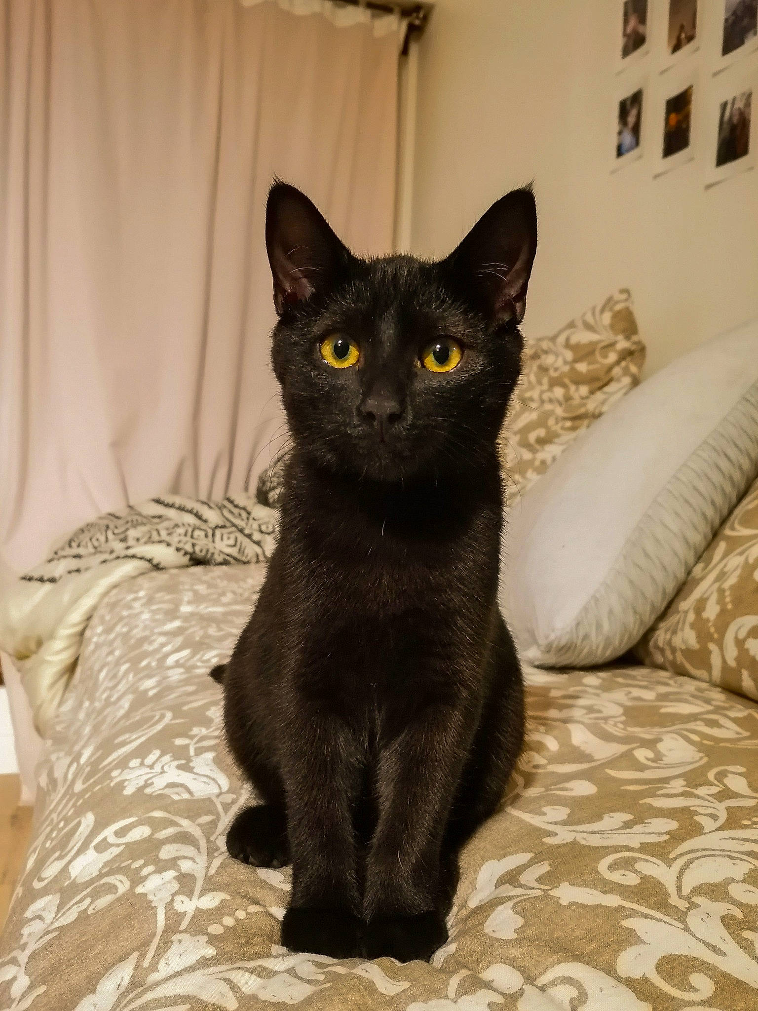 Endy participe au concours pour gagner de l'argent avec cette photo : asian, black_cat, bombay, burmese, carnivore, cat, domestic_short_haired_cat, felidae, german_rex, havana_brown, korat, mammal, russian_blue, small_to_medium_sized_cats, vertebrate, whiskers