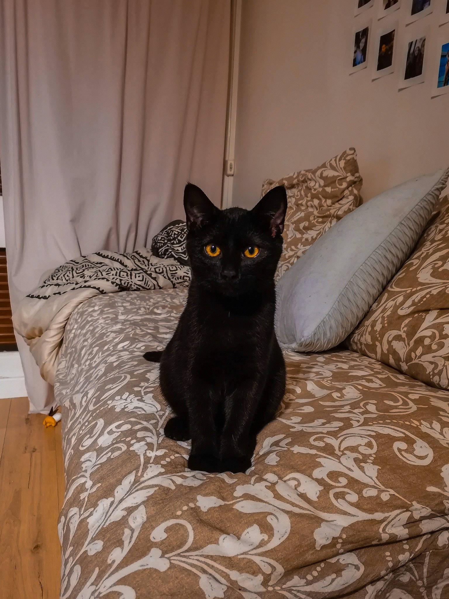 Endy a rejoint le concours — aidez-le/la à gagner de superbes lots ! asian, black, black_cat, bombay, burmese, carnivore, cat, domestic_short_haired_cat, felidae, furniture, mammal, room, small_to_medium_sized_cats, whiskers