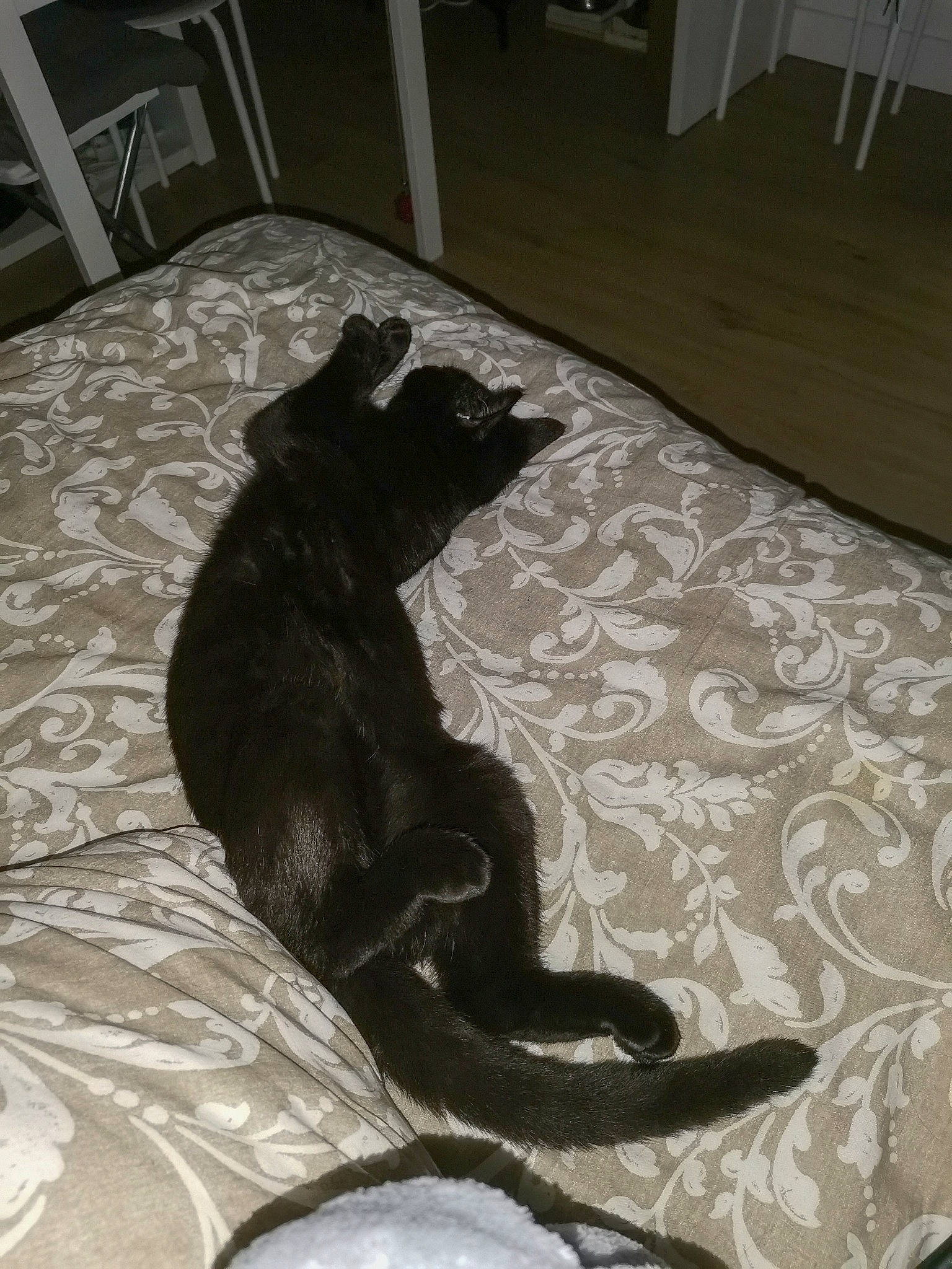 Endy participe au concours pour gagner de l'argent avec cette photo : black, black_cat, bombay, carnivore, cat, felidae, floor, flooring, small_to_medium_sized_cats, tail, whiskers