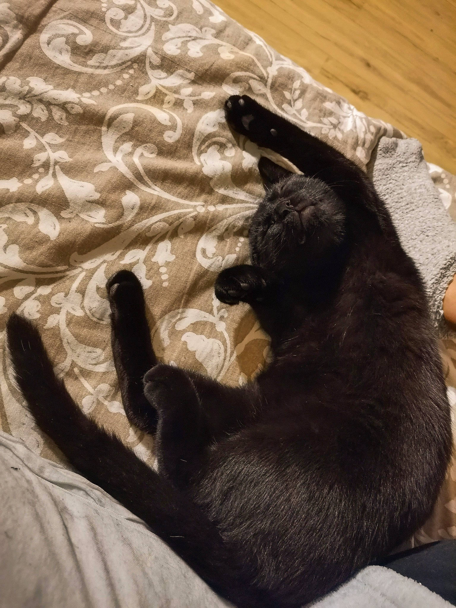 Endy participe au concours pour gagner de l'argent avec cette photo : black_cat, carnivore, cat, claw, felidae, russian_blue, small_to_medium_sized_cats, snout, tail, whiskers