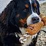 animal, bernese_mountain_dog, black_fur, brown_fur, canine, closeup, cute, dog, domestic_animal, fur, gravel, leash, muzzle, outdoor, pet, playful, rope_toy, side_view, toy, white_fur