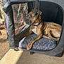 dog, brindle, pet_crate, mesh, sunlight, outdoor, relaxed, canine, collar, paw, fur, resting, animal, pet, shade, blanket, comfort, home, daylight, side_view