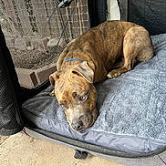 Daisy joined the competition — help win amazing prizes! dog, brindle, pet, bed, mesh_enclosure, collar, resting, outdoor, animal, canine, fur, ears, paw, comfort, gray, looking, side_view, relaxing, snout, cute